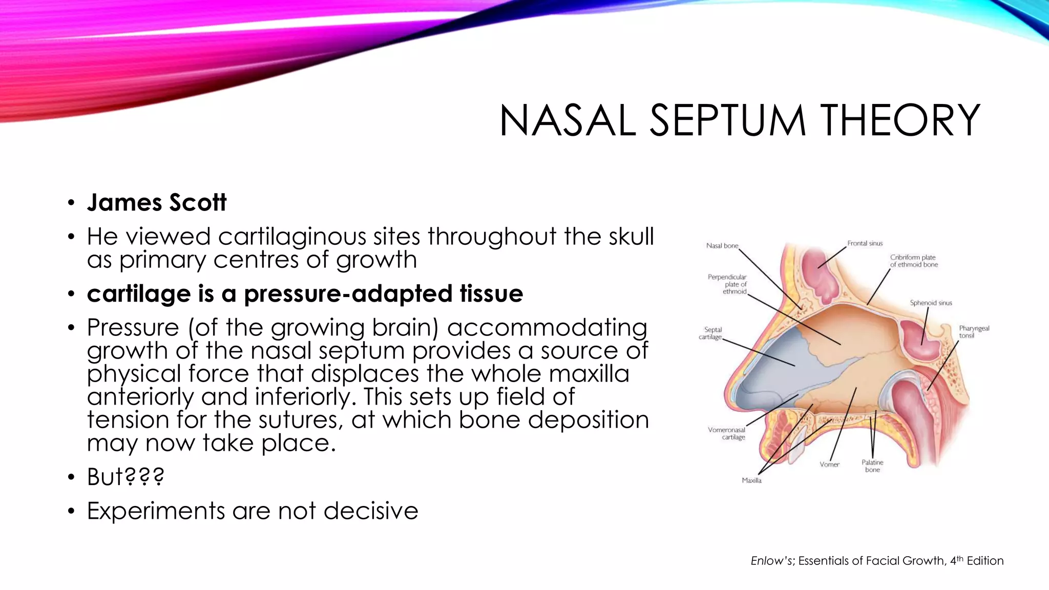 NASAL SEPTUM THEORY 
• James Scott 
• He viewed cartilaginous sites throughout the skull 
as primary centres of growth 
• cartilage is a pressure-adapted tissue 
• Pressure (of the growing brain) accommodating 
growth of the nasal septum provides a source of 
physical force that displaces the whole maxilla 
anteriorly and inferiorly. This sets up field of 
tension for the sutures, at which bone deposition 
may now take place. 
• But??? 
• Experiments are not decisive 
Enlow’s; Essentials of Facial Growth, 4th Edition 
 