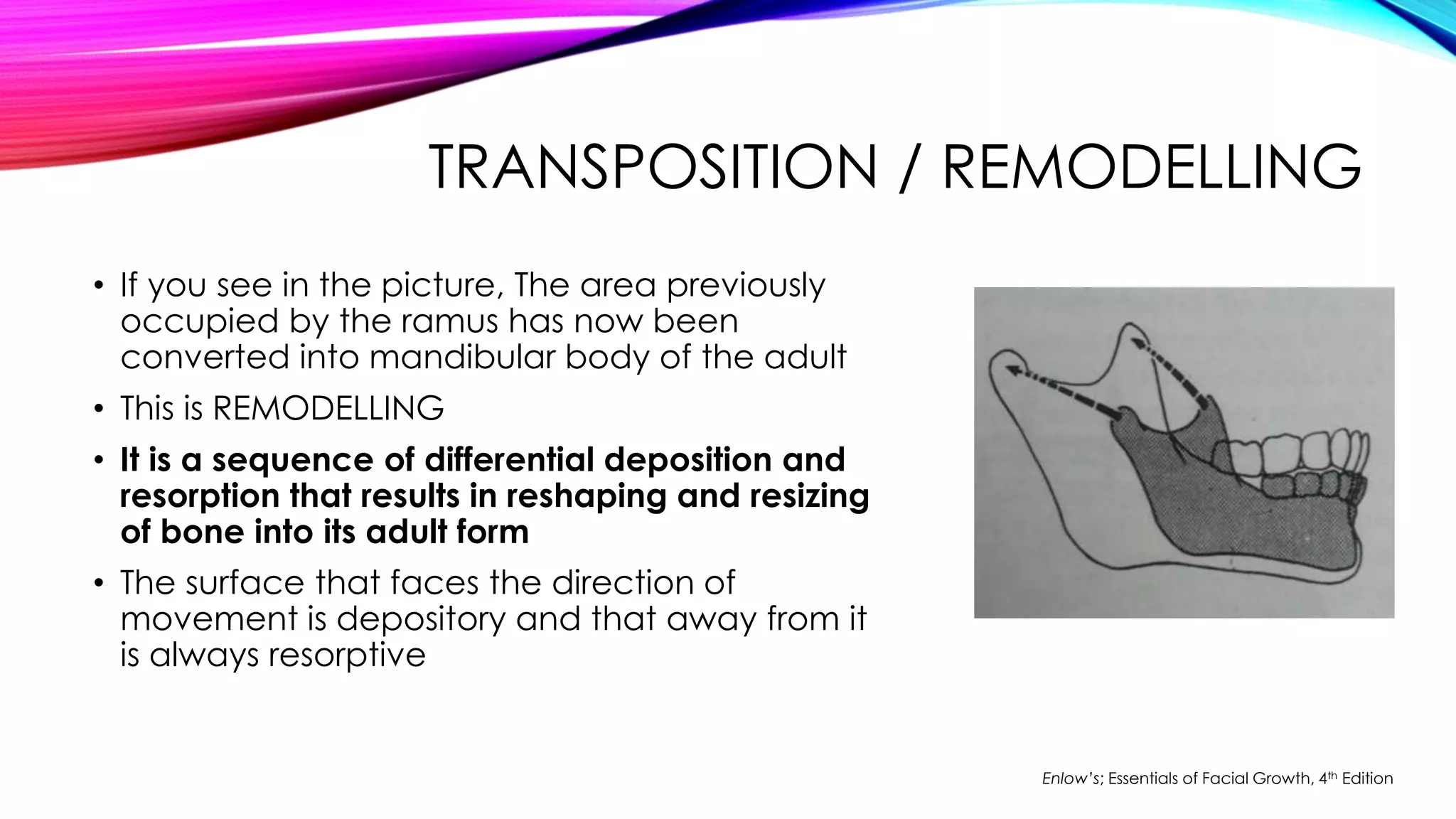 TRANSPOSITION / REMODELLING 
• If you see in the picture, The area previously 
occupied by the ramus has now been 
converted into mandibular body of the adult 
• This is REMODELLING 
• It is a sequence of differential deposition and 
resorption that results in reshaping and resizing 
of bone into its adult form 
• The surface that faces the direction of 
movement is depository and that away from it 
is always resorptive 
Enlow’s; Essentials of Facial Growth, 4th Edition 
 
