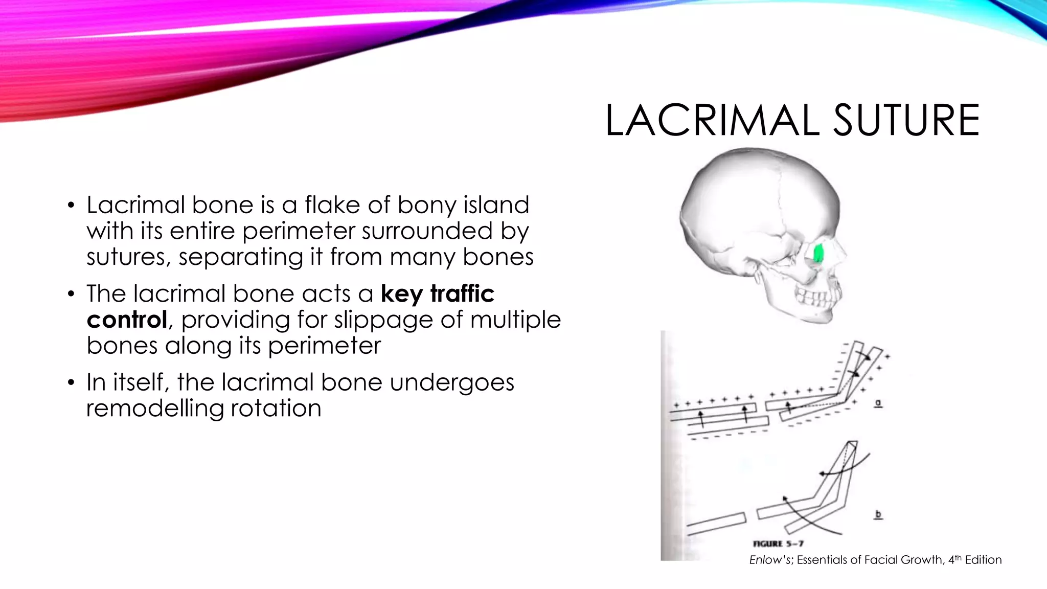 LACRIMAL SUTURE 
• Lacrimal bone is a flake of bony island 
with its entire perimeter surrounded by 
sutures, separating it from many bones 
• The lacrimal bone acts a key traffic 
control, providing for slippage of multiple 
bones along its perimeter 
• In itself, the lacrimal bone undergoes 
remodelling rotation 
Enlow’s; Essentials of Facial Growth, 4th Edition 
 