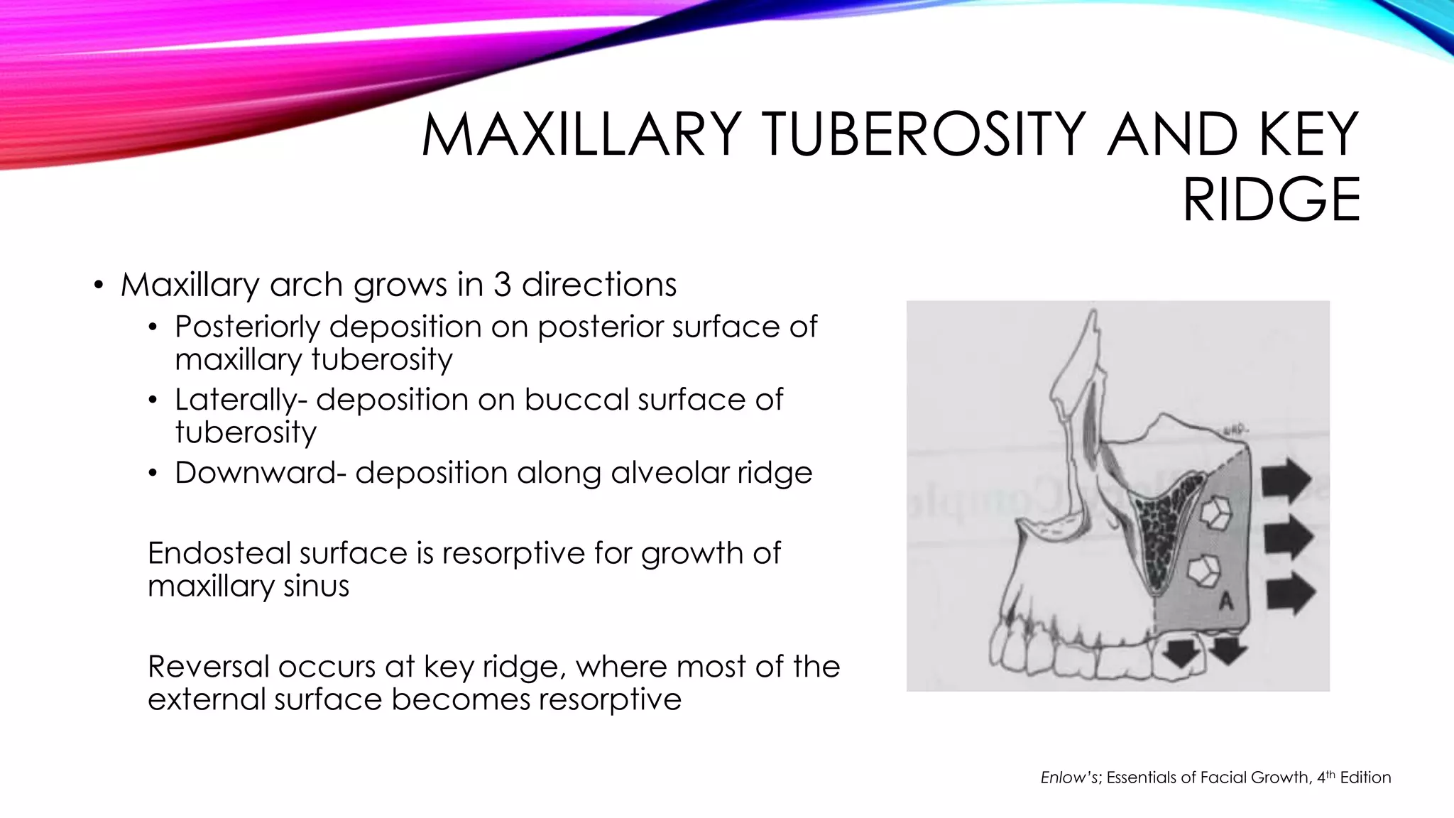 MAXILLARY TUBEROSITY AND KEY 
RIDGE 
• Maxillary arch grows in 3 directions 
• Posteriorly deposition on posterior surface of 
maxillary tuberosity 
• Laterally- deposition on buccal surface of 
tuberosity 
• Downward- deposition along alveolar ridge 
Endosteal surface is resorptive for growth of 
maxillary sinus 
Reversal occurs at key ridge, where most of the 
external surface becomes resorptive 
Enlow’s; Essentials of Facial Growth, 4th Edition 
 