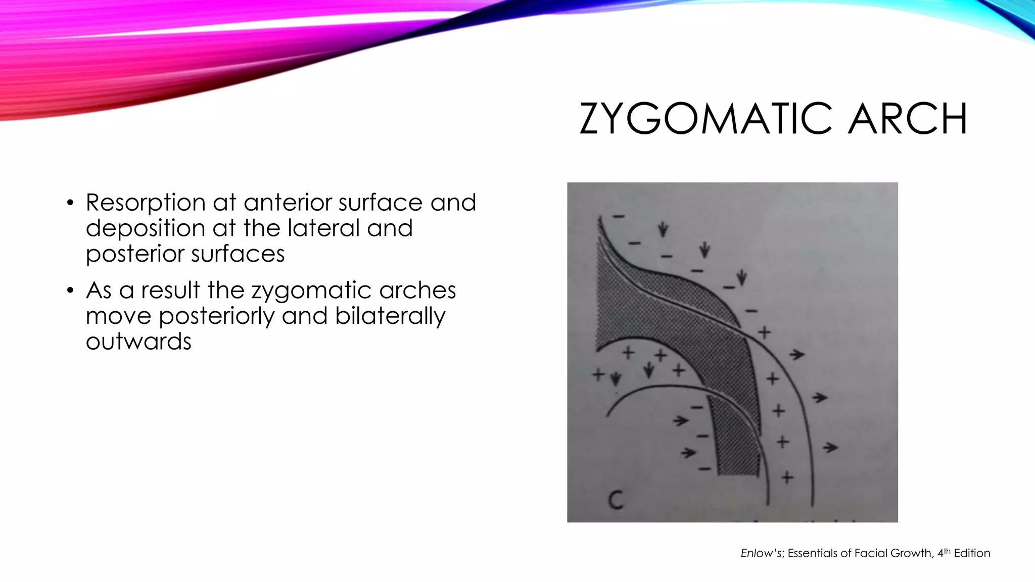 ZYGOMATIC ARCH 
• Resorption at anterior surface and 
deposition at the lateral and 
posterior surfaces 
• As a result the zygomatic arches 
move posteriorly and bilaterally 
outwards 
Enlow’s; Essentials of Facial Growth, 4th Edition 
 