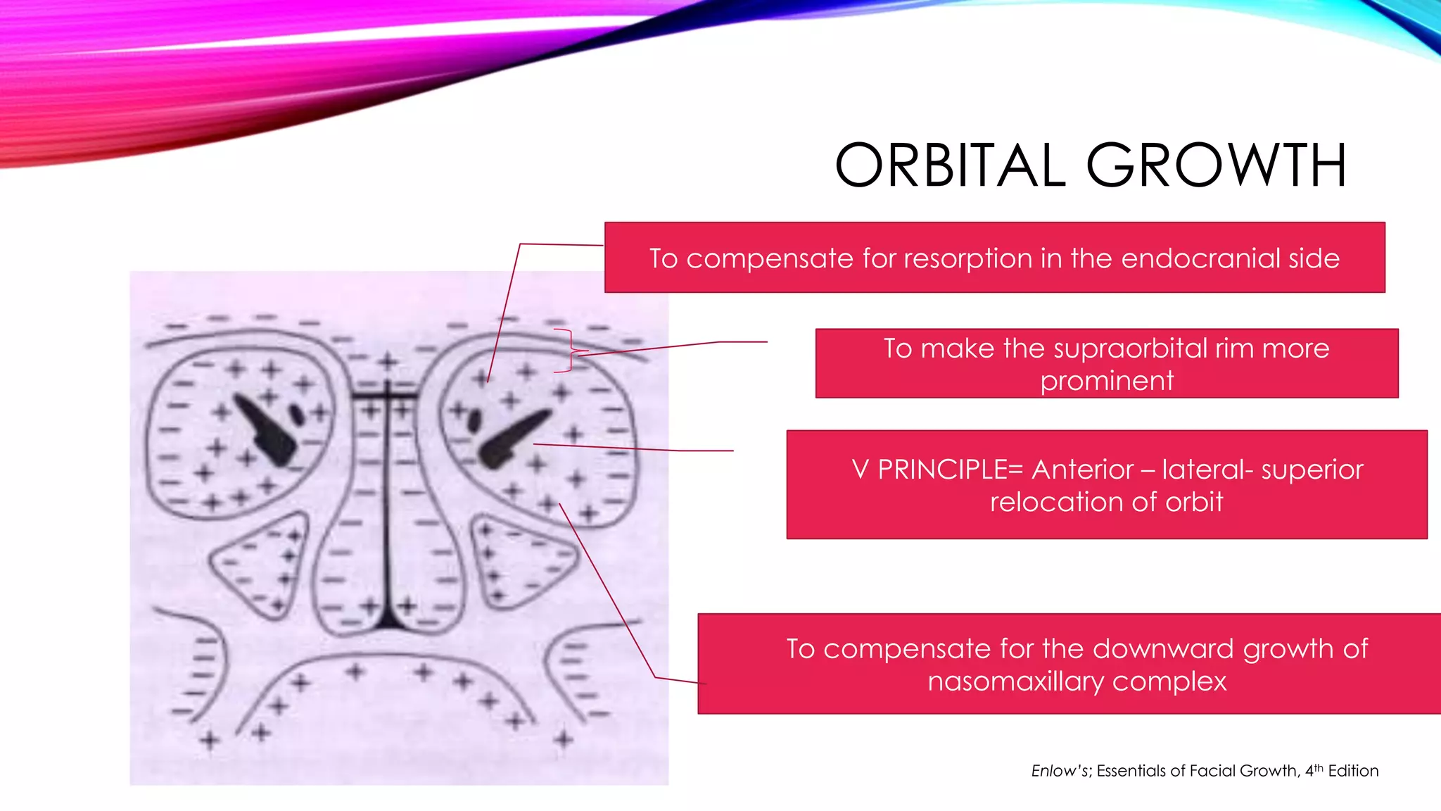 ORBITAL GROWTH 
To compensate for resorption in the endocranial side 
To make the supraorbital rim more 
prominent 
V PRINCIPLE= Anterior – lateral- superior 
relocation of orbit 
To compensate for the downward growth of 
nasomaxillary complex 
Enlow’s; Essentials of Facial Growth, 4th Edition 
 