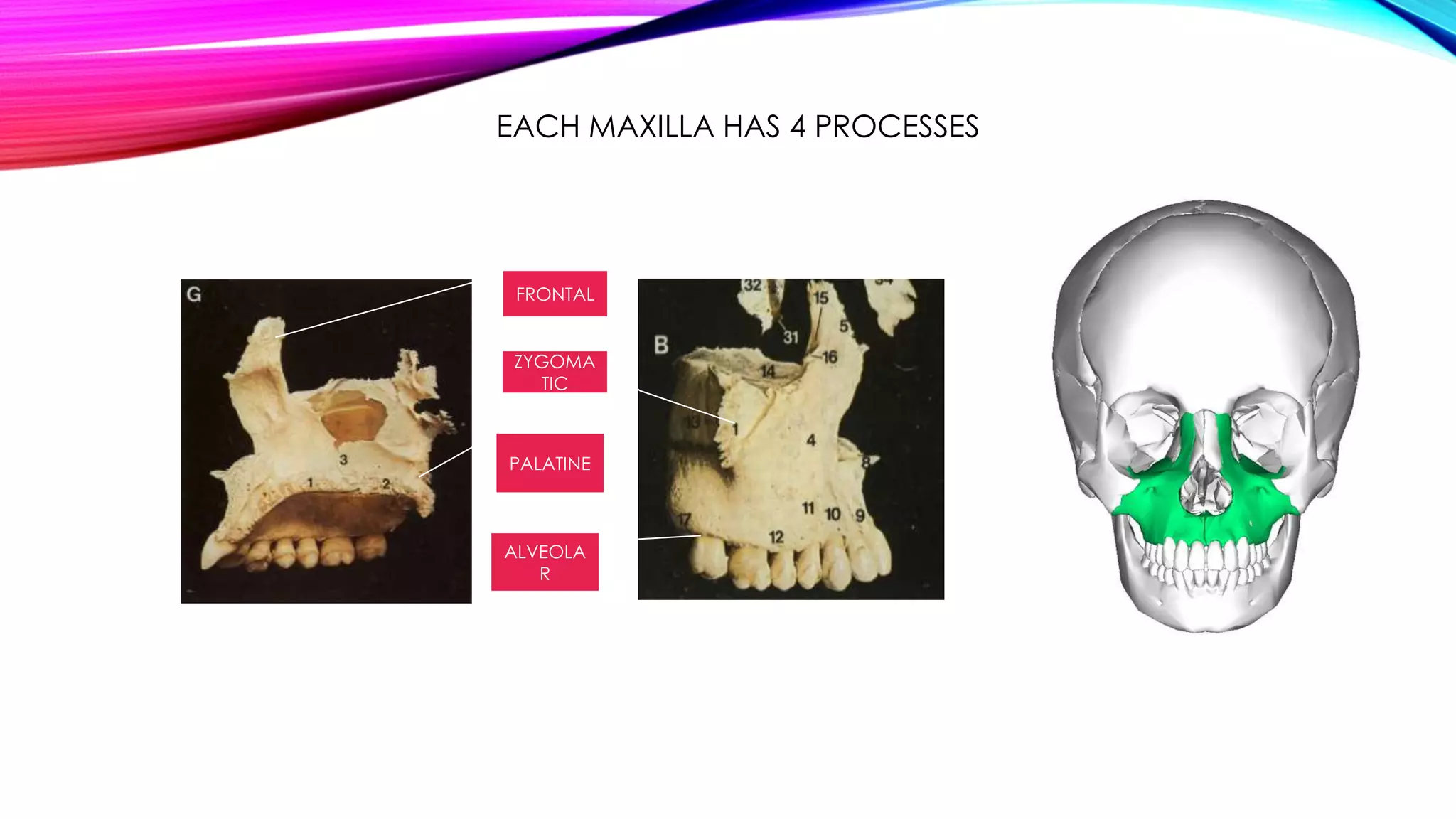 EACH MAXILLA HAS 4 PROCESSES 
FRONTAL 
ZYGOMA 
TIC 
PALATINE 
ALVEOLA 
R 
 