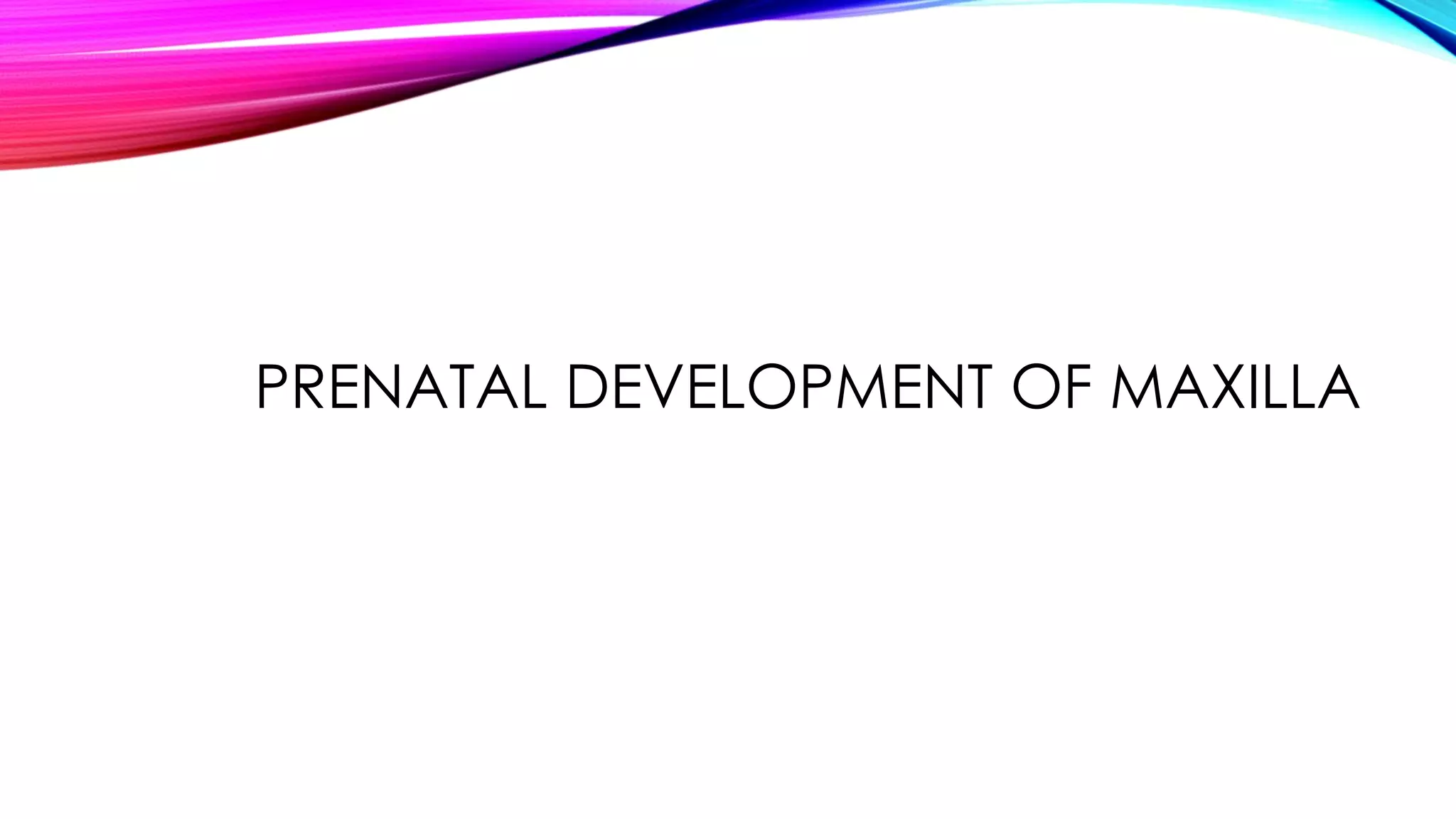PRENATAL DEVELOPMENT OF MAXILLA 
 