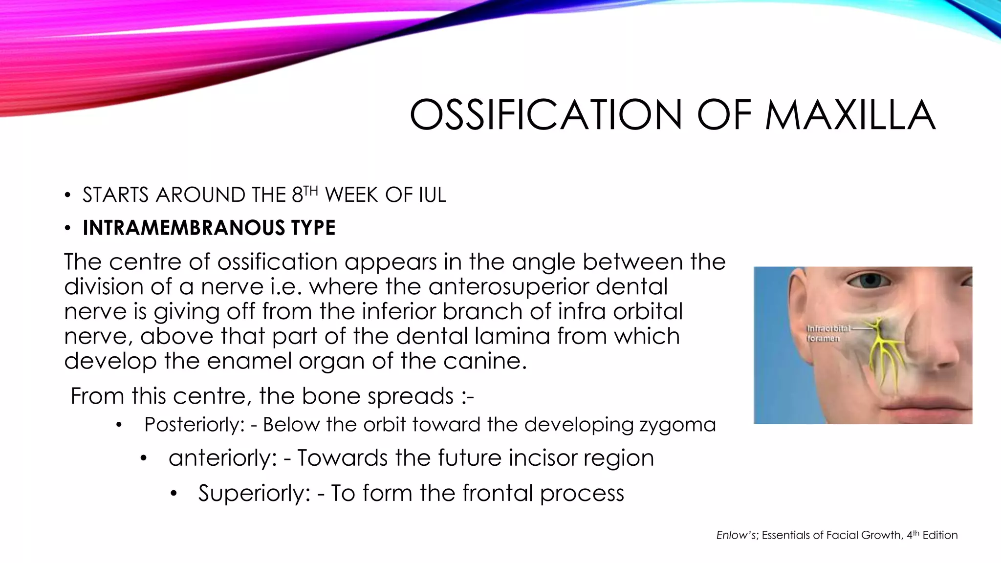 OSSIFICATION OF MAXILLA 
• STARTS AROUND THE 8TH WEEK OF IUL 
• INTRAMEMBRANOUS TYPE 
The centre of ossification appears in the angle between the 
division of a nerve i.e. where the anterosuperior dental 
nerve is giving off from the inferior branch of infra orbital 
nerve, above that part of the dental lamina from which 
develop the enamel organ of the canine. 
From this centre, the bone spreads :- 
• Posteriorly: - Below the orbit toward the developing zygoma 
• anteriorly: - Towards the future incisor region 
• Superiorly: - To form the frontal process 
Enlow’s; Essentials of Facial Growth, 4th Edition 
 