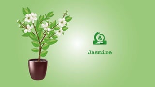 Jasmine
 