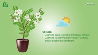jasmine | PPTX