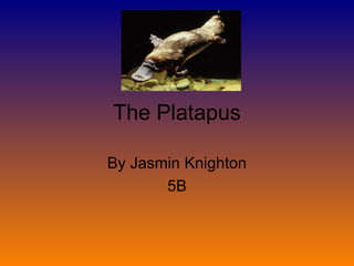 The Platapus By Jasmin Knighton 5B 