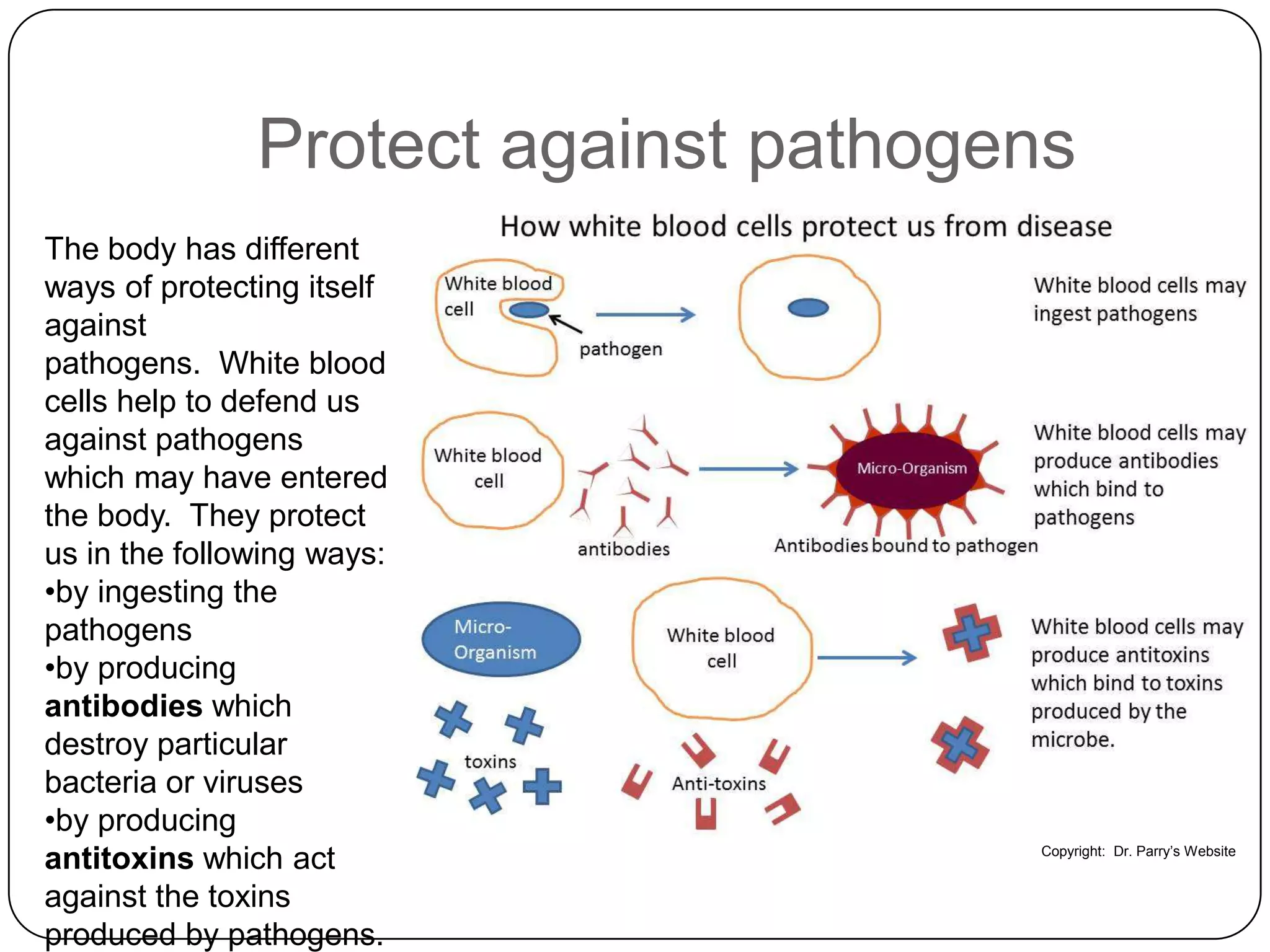 Jason Godo biology 120 chapter 2 presentation hematic system | PPTX