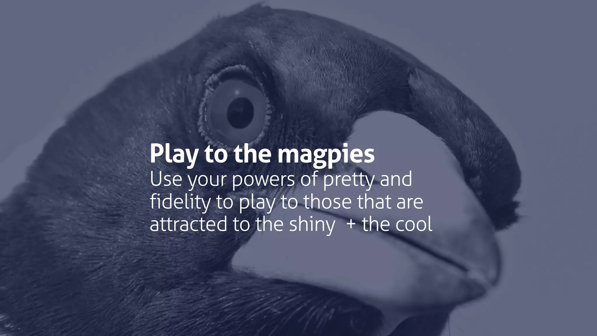Play to the magpies
Use your powers of pretty and
fidelity to play to those that are
attracted to the shiny + the cool
 