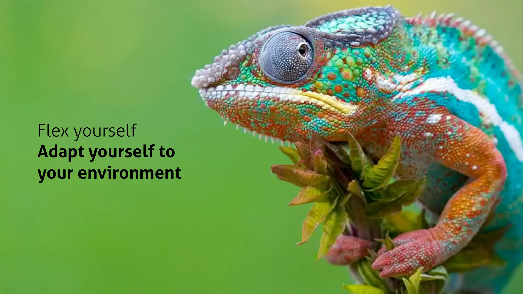 Flex yourself
Adapt yourself to
your environment
 