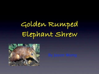 Golden Rumped
Elephant Shrew

      By Jason Wong
 