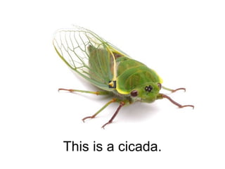 This is a cicada.
 
