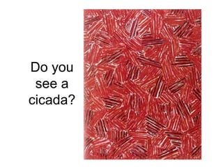 Do you
see a
cicada?
 