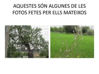 AQUESTES SÓN ALGUNES DE LES
FOTOS FETES PER ELLS MATEIXOS