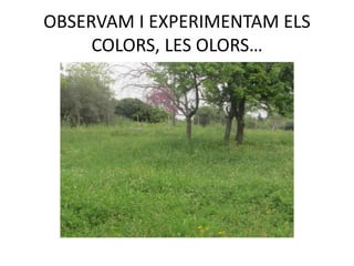 OBSERVAM I EXPERIMENTAM ELS
COLORS, LES OLORS…
