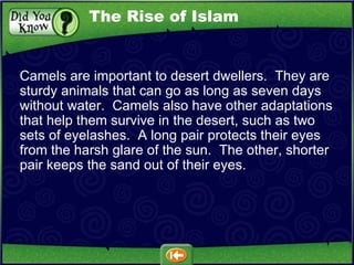 Camels are important to desert dwellers.  They are sturdy animals that can go as long as seven days without water.  Camels also have other adaptations that help them survive in the desert, such as two sets of eyelashes.  A long pair protects their eyes from the harsh glare of the sun.  The other, shorter pair keeps the sand out of their eyes. The Rise of Islam 