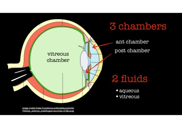 Eye anatomy part 2