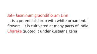 Jati- Jasminum gradndifloram Linn 
It is a perennial shrub with white ornamental 
flowers . It is cultivated at many parts of India. 
Charaka quoted it under kustagna gana 
 