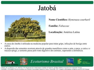 • A casca do Jatobá é utilizada na medicina popular para tratar gripe, infecções de bexiga entre
outros.
• A dispersão das sementes ocorrem através de grandes mamíferos como a anta, a paca, a cutia e o
macaco-prego, a semente passa pelo trato digestivo dos animais, superando a dormência.
Nome Científico: Hymenaea courbaril
Família: Fabaceae
Localização: América Latina
COSTA, W. S.; SOUZA, A. P.; SOUZA, P. B. Prospecção do Conhecimento Científico de Espécies da Mata Atlântica (Convênio de Cooperação Técnica
FAPEMIG / FUNARBE) Polo de Excelência em Florestas Universidade Federal de Viçosa, Viçosa-MG. 2011. Imagem: jeffcelophane.wordpress.com/2012/02/16/pequi
Jatobá
 