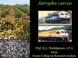Jatropha curcas




  Prof. K.S. Neelakantan, I.F.S.
               Dean
Forest College & Research institute
 