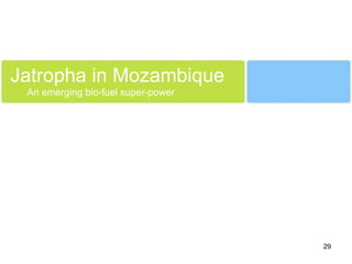 Jatropha in Mozambique An emerging bio-fuel super-power 