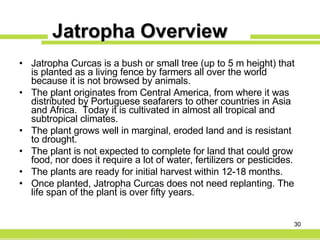 Jatropha Overview Jatropha Curcas is a bush or small tree (up to 5 m height) that is planted as a living fence by farmers all over the world because it is not browsed by animals. The plant originates from Central America, from where it was distributed by Portuguese seafarers to other countries in Asia and Africa.  Today it is cultivated in almost all tropical and subtropical climates. The plant grows well in marginal, eroded land and is resistant to drought.  The plant is not expected to complete for land that could grow food, nor does it require a lot of water, fertilizers or pesticides. The plants are ready for initial harvest within 12-18 months. Once planted, Jatropha Curcas does not need replanting. The life span of the plant is over fifty years. 