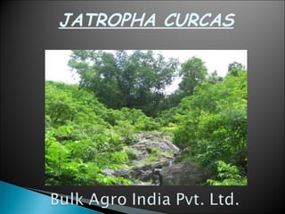JATROPHA CURCAS 