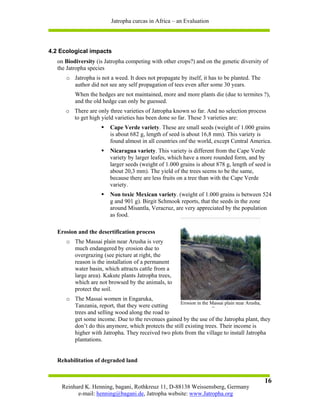 Jatropha curcas in Africa – an Evaluation




4.2 Ecological impacts
   on Biodiversity (is Jatropha competing with other crops?) and on the genetic diversity of
   the Jatropha species
      o Jatropha is not a weed. It does not propagate by itself, it has to be planted. The
        author did not see any self propagation of tees even after some 30 years.
          When the hedges are not maintained, more and more plants die (due to termites ?),
          and the old hedge can only be guessed.
      o There are only three varieties of Jatropha known so far. And no selection process
        to get high yield varieties has been done so far. These 3 varieties are:
                         Cape Verde variety. These are small seeds (weight of 1.000 grains
                         is about 682 g, length of seed is about 16,8 mm). This variety is
                         found almost in all countries onf the world, except Central America.
                         Nicaragua variety. This variety is different from the Cape Verde
                         variety by larger leafes, which have a more rounded form, and by
                         larger seeds (weight of 1.000 grains is about 878 g, length of seed is
                         about 20,3 mm). The yield of the trees seems to be the same,
                         because there are less fruits on a tree than with the Cape Verde
                         variety.
                         Non toxic Mexican variety. (weight of 1.000 grains is between 524
                         g and 901 g). Birgit Schmook reports, that the seeds in the zone
                         around Misantla, Veracruz, are very appreciated by the population
                         as food.

   Erosion and the desertification process
      o The Massai plain near Arusha is very
        much endangered by erosion due to
        overgrazing (see picture at right, the
        reason is the installation of a permanent
        water basin, which attracts cattle from a
        large area). Kakute plants Jatropha trees,
        which are not browsed by the animals, to
        protect the soil.
      o The Massai women in Engaruka,
                                                     Erosion in the Massai plain near Arusha,
        Tanzania, report, that they were cutting                    T       i
        trees and selling wood along the road to
        get some income. Due to the revenues gained by the use of the Jatropha plant, they
        don’t do this anymore, which protects the still existing trees. Their income is
        higher with Jatropha. They received two plots from the village to install Jatropha
        plantations.


   Rehabilitation of degraded land


                                                                                             16
    Reinhard K. Henning, bagani, Rothkreuz 11, D-88138 Weissensberg, Germany
          e-mail: henning@bagani.de, Jatropha website: www.Jatropha.org
 