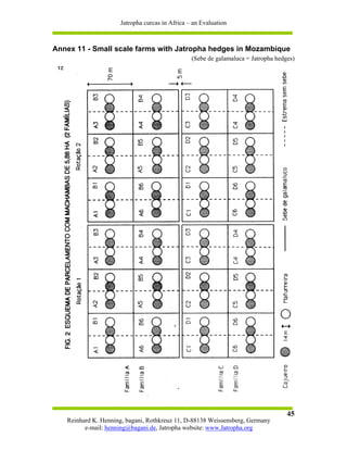 Jatropha curcas in Africa – an Evaluation



Annex 11 - Small scale farms with Jatropha hedges in Mozambique
                                                (Sebe de galamaluca = Jatropha hedges)




                                                                                   45
   Reinhard K. Henning, bagani, Rothkreuz 11, D-88138 Weissensberg, Germany
         e-mail: henning@bagani.de, Jatropha website: www.Jatropha.org
 