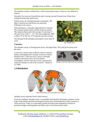 Jatropha curcas in Africa – an Evaluation

The branches contain a whitish latex, which causes brown stains, which are very difficult to
remove.
Normally, five roots are formed from seeds: one tap root and 4 lateral roots. Plants from
cuttings develop only lateral roots.
Inflorescences are formed terminally on branches. The
plant is monoecious and flowers are unisexual.
Pollination is by insects.
After pollination, a trilocular ellipsoidal fruit is formed.
The exocarp remains fleshy until the seeds are mature.
The seeds are black and in the average 18 mm long (11 –
30) and 10 mm wide (7 – 11). The seed weight (per 1000)
is about 727 g, this are 1375 seeds per kg in the average.
The life-span of the Jatropha curcas plant is more than 50
years.
                                                                                ripe Jatropha fruits
Varieties
The Jatropha variety in Nicaragua has fewer, but larger fruits. The yield per ha seems to be
the same.
A non-toxic variety exists in Mexico which is used for
human consumption after roasting. It does not contain
Phorbol esters. (“This non-toxic variety of Jatropha
could be a potential source of oil for human
consumption, and the seed cake can be a good protein
source for humans as well as for livestock.”, Becker et           Jatropha seeds from Mali (left) and Nicaragua
al, 1999).

1.2 Distribution




                                 Main distribution areas of Jatropha curcas (green)

Jatropha curcas originates from Cental America.
From the Caribbean, Jatropha curcas was probably distributed by Portuguese seafarers via the
Cape Verde Islands and former Portuguese Guinea (now Guinea Bissau) to other countries in
Africa and Asia. Today it is cultivated in almost all tropical and subtropical countries as
protection hedges around gardens and fields, since it it not browsed by cattle.


                                                                                                        5
     Reinhard K. Henning, bagani, Rothkreuz 11, D-88138 Weissensberg, Germany
           e-mail: henning@bagani.de, Jatropha website: www.Jatropha.org
 
