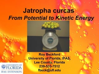 Jatropha curcas
From Potential to Kinetic Energy




              Roy Beckford
       University of Florida, IFAS,
          Lee County, Florida
              239-533-7512
             fbeck@ufl.edu
 