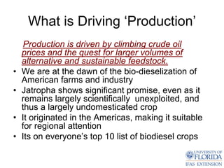 What is Driving ‘Production’
     Production is driven by climbing crude oil
    prices and the quest for larger volumes of
    alternative and sustainable feedstock.
•   We are at the dawn of the bio-dieselization of
    American farms and industry
•   Jatropha shows significant promise, even as it
    remains largely scientifically unexploited, and
    thus a largely undomesticated crop
•   It originated in the Americas, making it suitable
    for regional attention
•   Its on everyone’s top 10 list of biodiesel crops
 