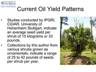 Current Oil Yield Patterns
•   Studies conducted by IPGRI,
    CGIAR, University of
    Hohenheim Stuttgart, indicate
    an average seed yield per
    shrub of 15 kilograms or 33
    pounds.
•   Collections by this author from
    various shrubs grown as
    ornamentals, indicate a range
    of 25 to 42 pounds of seeds
    per shrub per year.
 