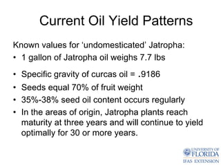 Current Oil Yield Patterns
Known values for ‘undomesticated’ Jatropha:
• 1 gallon of Jatropha oil weighs 7.7 lbs
• Specific gravity of curcas oil = .9186
• Seeds equal 70% of fruit weight
• 35%-38% seed oil content occurs regularly
• In the areas of origin, Jatropha plants reach
  maturity at three years and will continue to yield
  optimally for 30 or more years.
 
