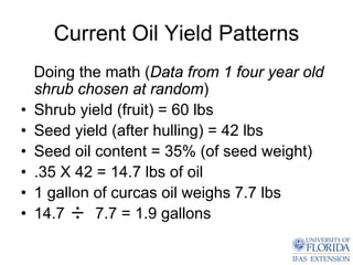 Current Oil Yield Patterns
    Doing the math (Data from 1 four year old
    shrub chosen at random)
•   Shrub yield (fruit) = 60 lbs
•   Seed yield (after hulling) = 42 lbs
•   Seed oil content = 35% (of seed weight)
•   .35 X 42 = 14.7 lbs of oil
•   1 gallon of curcas oil weighs 7.7 lbs
•   14.7     7.7 = 1.9 gallons
 