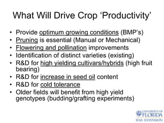 What Will Drive Crop ‘Productivity’
• Provide optimum growing conditions (BMP’s)
• Pruning is essential (Manual or Mechanical)
• Flowering and pollination improvements
• Identification of distinct varieties (existing)
• R&D for high yielding cultivars/hybrids (high fruit
  bearing)
• R&D for increase in seed oil content
• R&D for cold tolerance
• Older fields will benefit from high yield
  genotypes (budding/grafting experiments)
 