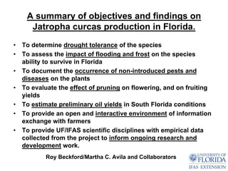 A summary of objectives and findings on
      Jatropha curcas production in Florida.
•   To determine drought tolerance of the species
•   To assess the impact of flooding and frost on the species
    ability to survive in Florida
•   To document the occurrence of non-introduced pests and
    diseases on the plants
•   To evaluate the effect of pruning on flowering, and on fruiting
    yields
•   To estimate preliminary oil yields in South Florida conditions
•   To provide an open and interactive environment of information
    exchange with farmers
•   To provide UF/IFAS scientific disciplines with empirical data
    collected from the project to inform ongoing research and
    development work.
           Roy Beckford/Martha C. Avila and Collaborators
 