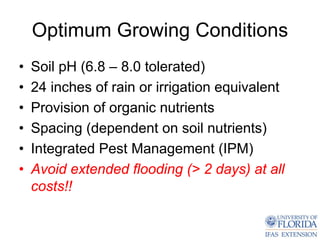 Optimum Growing Conditions
•   Soil pH (6.8 – 8.0 tolerated)
•   24 inches of rain or irrigation equivalent
•   Provision of organic nutrients
•   Spacing (dependent on soil nutrients)
•   Integrated Pest Management (IPM)
•   Avoid extended flooding (> 2 days) at all
    costs!!
 