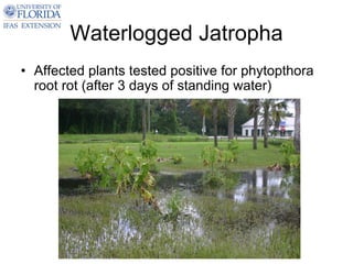 Waterlogged Jatropha
• Affected plants tested positive for phytopthora
  root rot (after 3 days of standing water)
 
