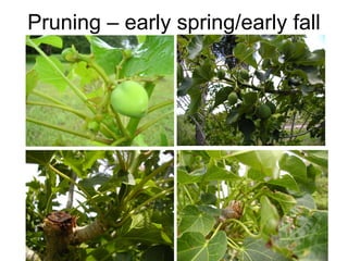 Pruning – early spring/early fall
 