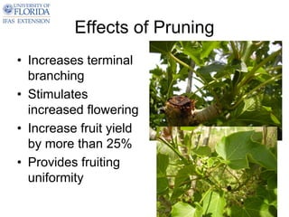 Effects of Pruning
• Increases terminal
  branching
• Stimulates
  increased flowering
• Increase fruit yield
  by more than 25%
• Provides fruiting
  uniformity
 