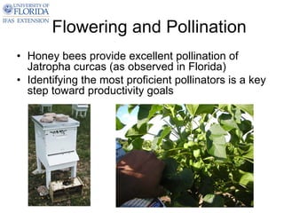 Flowering and Pollination
• Honey bees provide excellent pollination of
  Jatropha curcas (as observed in Florida)
• Identifying the most proficient pollinators is a key
  step toward productivity goals
 