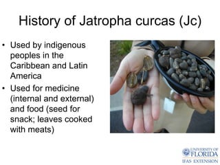 History of Jatropha curcas (Jc)
• Used by indigenous
  peoples in the
  Caribbean and Latin
  America
• Used for medicine
  (internal and external)
  and food (seed for
  snack; leaves cooked
  with meats)
 