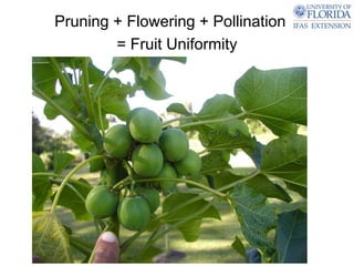 Pruning + Flowering + Pollination +
        = Fruit Uniformity
 