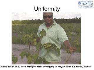 Uniformity




Photo taken at 10 acre Jatropha farm belonging to Bryan Beer II, Labelle, Florida
 