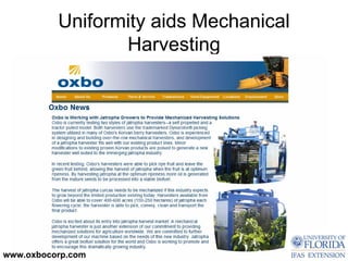 Uniformity aids Mechanical
                 Harvesting




www.oxbocorp.com
 