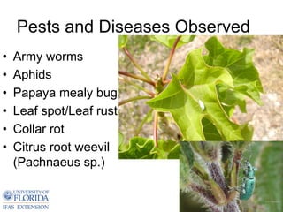 Pests and Diseases Observed
•   Army worms
•   Aphids
•   Papaya mealy bug
•   Leaf spot/Leaf rust
•   Collar rot
•   Citrus root weevil
    (Pachnaeus sp.)
 