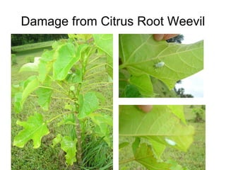 Damage from Citrus Root Weevil
 