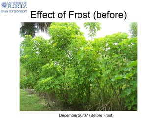 Effect of Frost (before)




       December 20/07 (Before Frost)
 